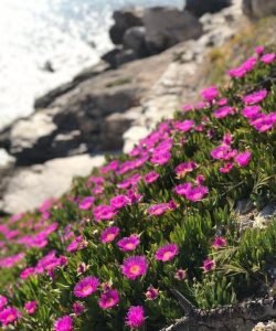 viosi_flowers_1