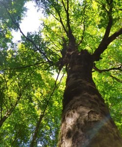 viosi_tree1